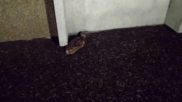 A little wildlife at Claridge House Two смотреть онлайн