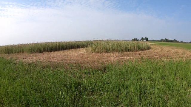 Мещера Е403. Подрос камыш, сенокос продолжается. смотреть онлайн
