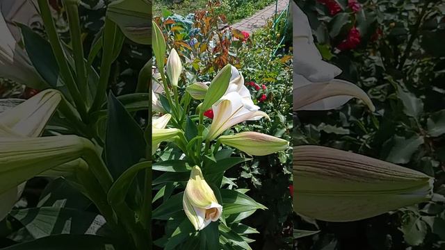 Лилия Кали (Cali)