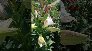 Лилия Кали (Cali)