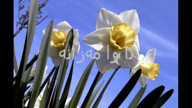 Hassen Gafor смотреть онлайн