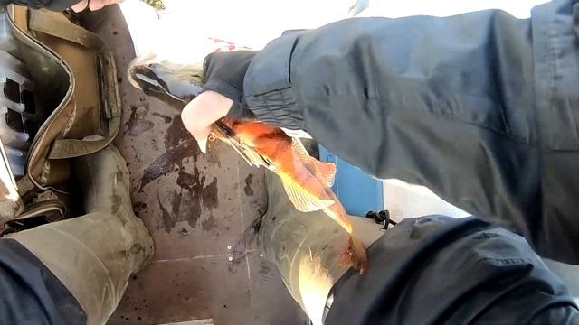 Рыбалка на Ладоге. Лаврово, Дубно, Креницы. Лисы атакуют. Заправка бензина помпой на волнах. смотреть онлайн