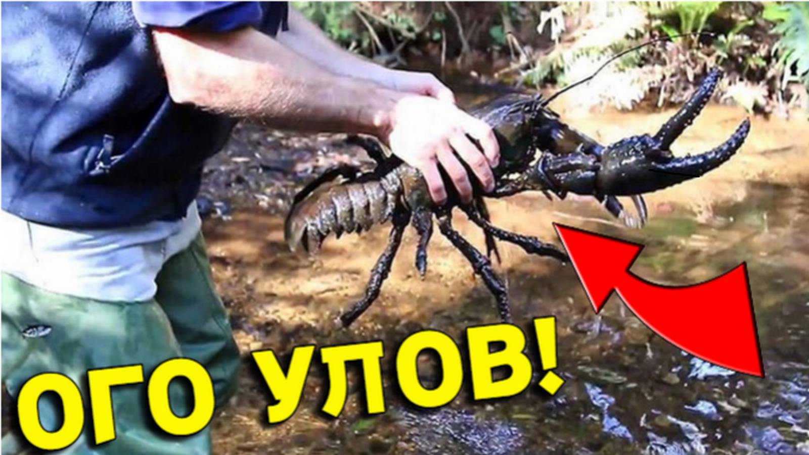 Улов в КАМЫШАХ порадовал Батю, не Зря НЫРНУЛ за РАКОМ!!! смотреть онлайн