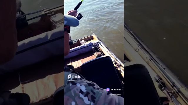 Астрахань, Камызяк, улов 2023