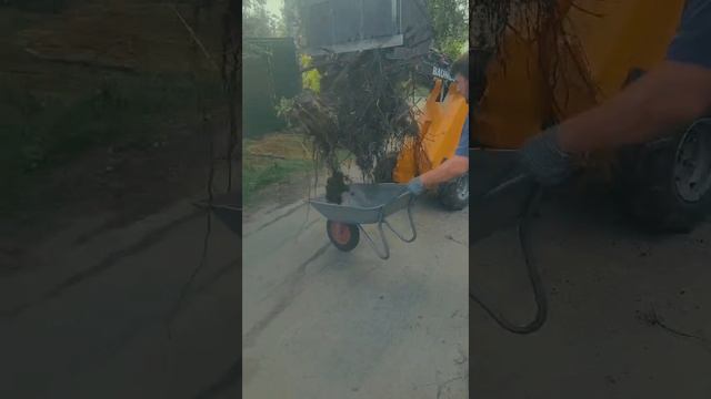 Минитрактор для дачи. Баумех для большинства задач. Заменяет двух солдат из стройбата. В работе смотреть онлайн