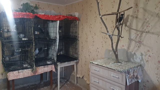 ГОЛУБЬ БОРИС ЗАКОНЧИЛ ЛЕЧЕНИЕ И ПЕРЕЕЗЖАЕТ В ПТИЧЬЮ КОМНАТУ смотреть онлайн