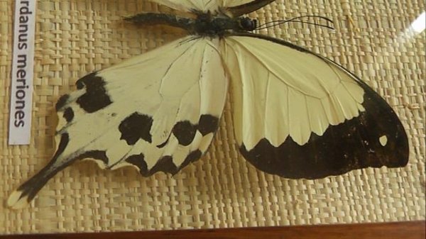 ИЗ МИРА: 35. Papilio dardanus (парусник дардан)