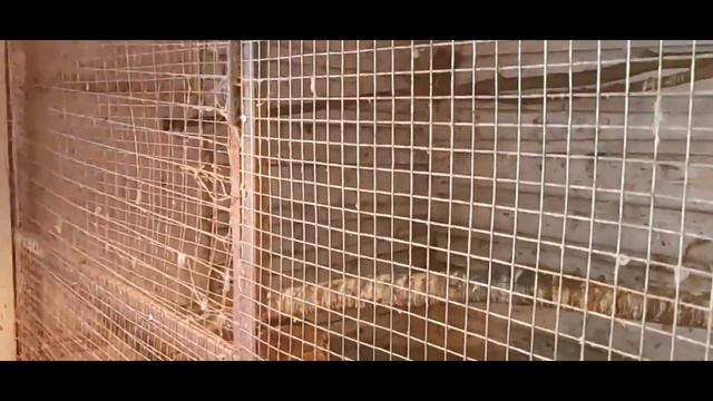 Наталия из птичьего приюта "КРЫЛЬЯ МИРА" показывает зимник для птиц и говорящую сороку смотреть онлайн