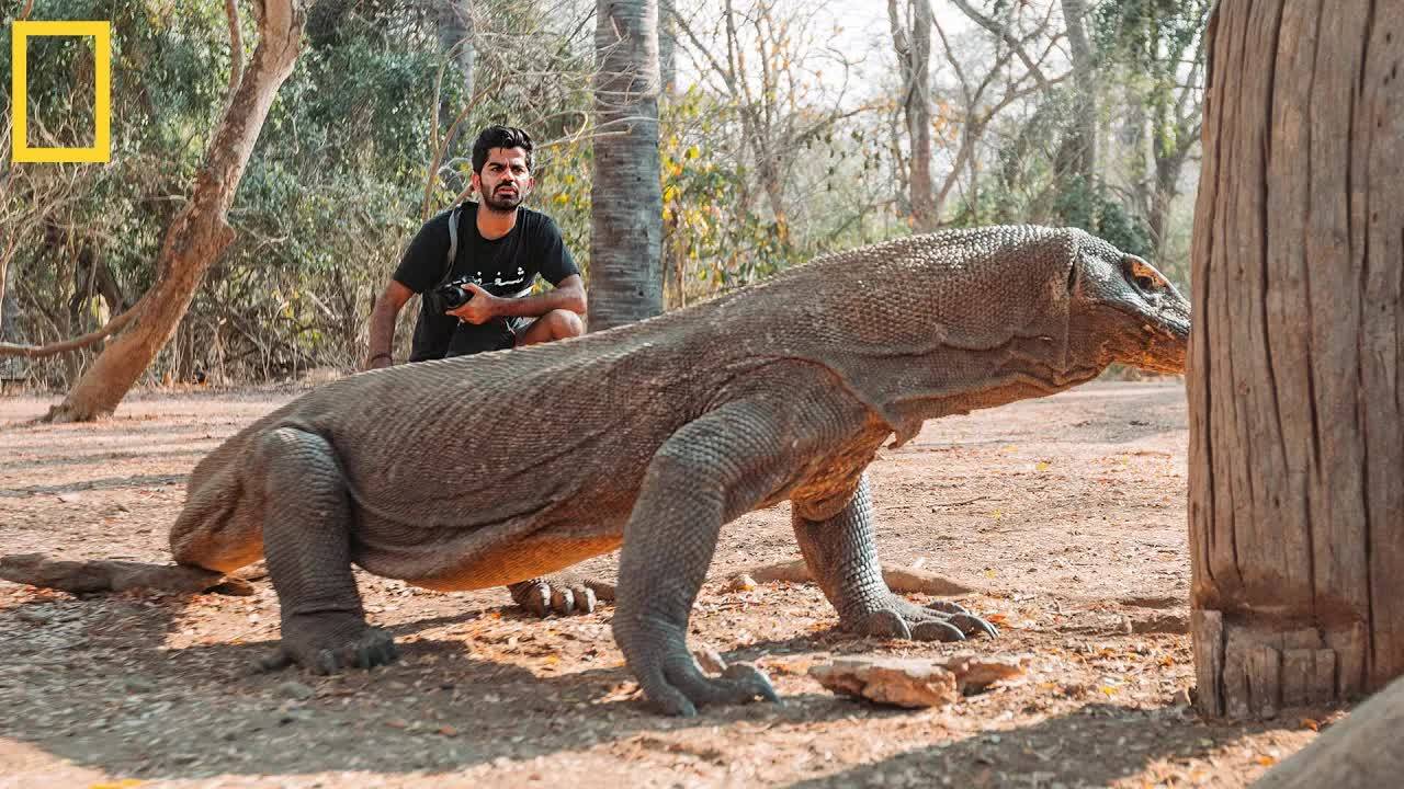 Самое свирепое и опасное животное в мире  ящерица Комодский варан