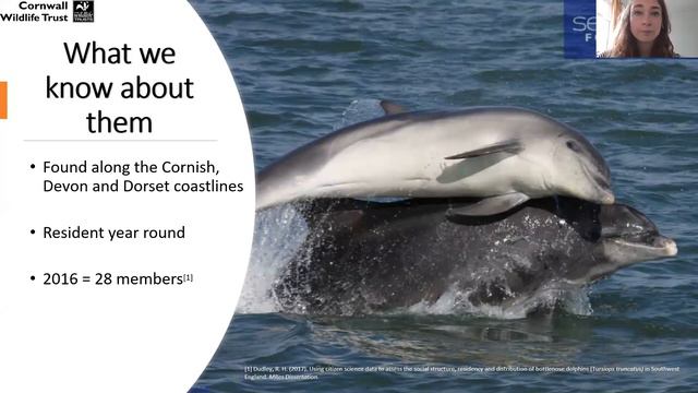 Southwest Bottlenose dolphin смотреть онлайн