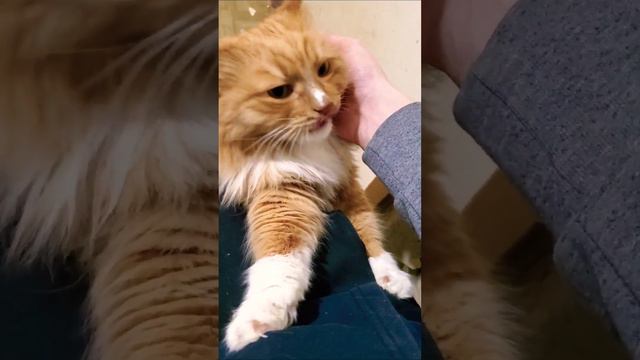 Единственный в мире малыш Рыжий пёс #котики #cat #кот #собака #пёс смотреть онлайн