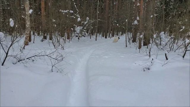С собакой нужно много гулять или почему некоторым людям лучше её не заводить смотреть онлайн