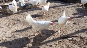 Лечить ли кур несушек