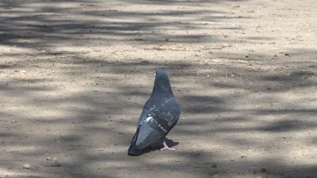 Выпуск здорового голубя на волю смотреть онлайн
