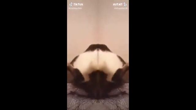Cat bites another cat but its mirrored смотреть онлайн