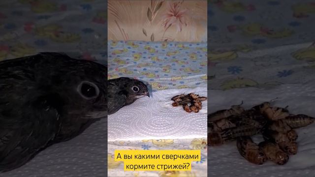 Домовые или банановые сверчки для стрижа #стриж #swift #птицы смотреть онлайн