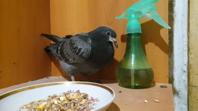 У нас появился новый голубенок. Надеюсь, что в будущем пойдет на волю, а не останется на пмж смотреть онлайн