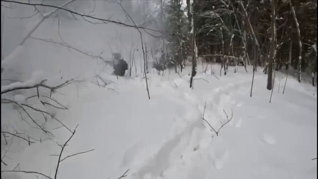 #Подготовка#ТСП#Лес