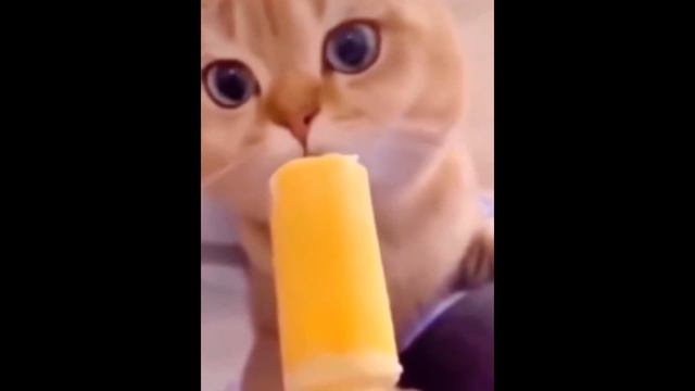 Cat licks ice pop (Half Life sounds) смотреть онлайн
