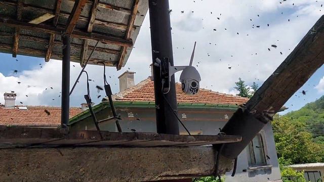 Успешно хващане на пчелен рояк с Ванков Рой смотреть онлайн