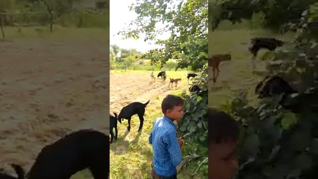 Aaye Ham barati Barat leke ramsevak bhandra смотреть онлайн