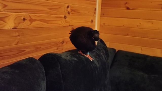 Анастасия. Пернатые парни хулиганят смотреть онлайн