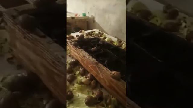 Улитка мюллер смотреть онлайн
