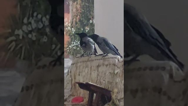 Вороны Капля и Даша не могут друг без друга. Воронья пара #врановые #ворона смотреть онлайн