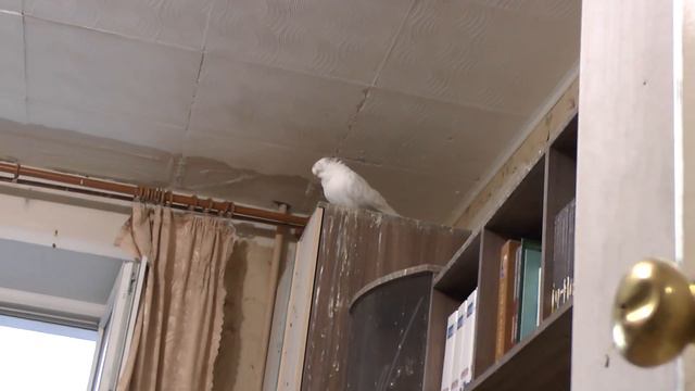 Птицы купаются и отдыхают смотреть онлайн