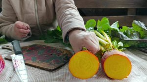 Обзор сортов свёкл: Бордо 237, Golden Eye, Chioggia и Rote Kugel 2.