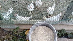 Выращивание кур молодок