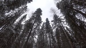 Добыл глухаря со 150 метров. Вот зачем нужна "мелкашка". Охота с тоз 78-04м.