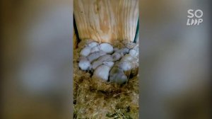 Кролики на модульной ферме