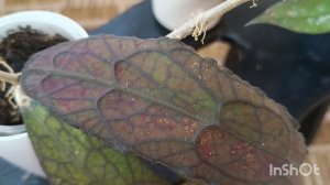 хойи Клеменсиорумы в моей коллекции