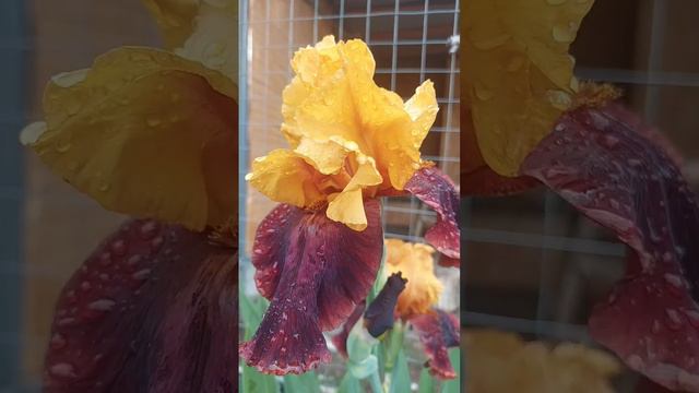 Петя, Капля, Кошки и цветы #Петушок #кошки #цветы #крым смотреть онлайн