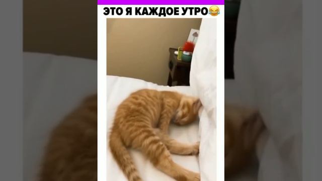 #Ох, на работу пора. Хотя не, глупости какие-то🤪😁 смотреть онлайн