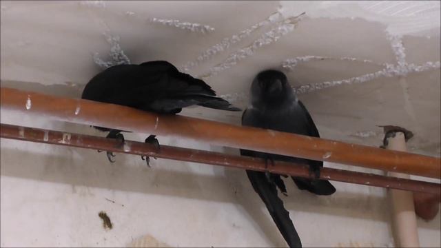 Как я снимаю на видео своих птиц смотреть онлайн