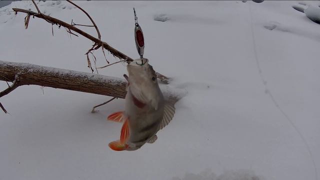 РЫБАЛКА НА ВОЛГЕ В КОРЯГАХ ЗИМОЙ АСТРАХАНСКАЯ ОБЛАСТЬ 2022