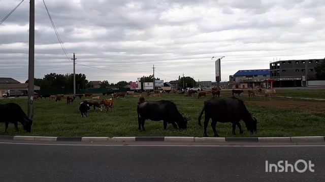 Кавказ-гитара