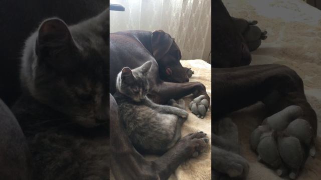 Вырубились вместе. Курцхаар Чак и Васька. смотреть онлайн