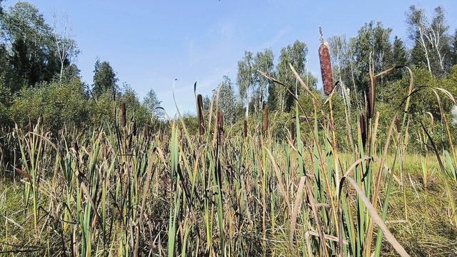 Рогоз. Сентябрь 2024 смотреть онлайн