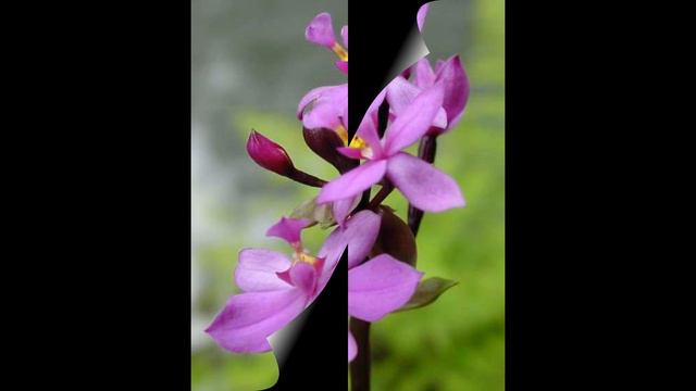 Sabor De Brazil playing Wave by C. Jobim смотреть онлайн