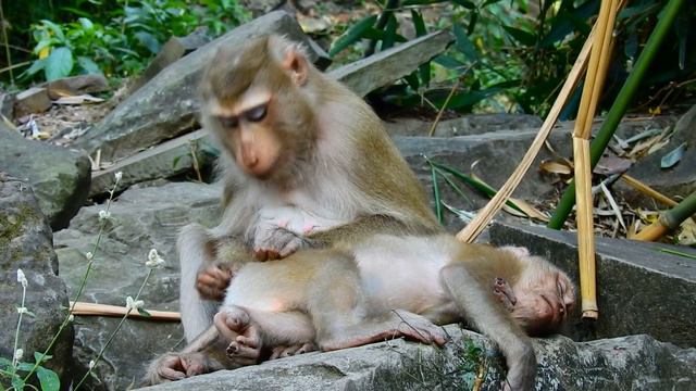 Pregnant monkey Katrina love little boy Jimmy foster son, He is very sleepy смотреть онлайн