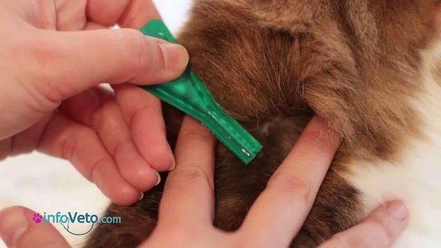 Comment appliquer une pipette antiparasitaire à votre chat ? смотреть онлайн