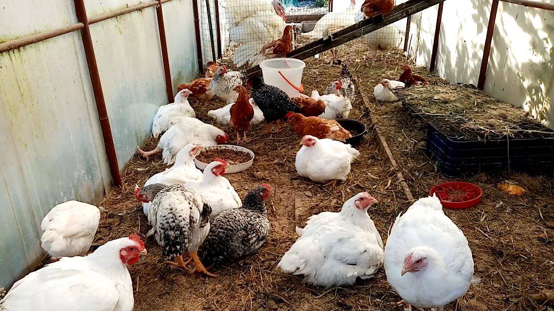 Эта птица САМАЯ ВЫГОДНАЯ в хозяйстве. Она оправдывает свое содержание. смотреть онлайн