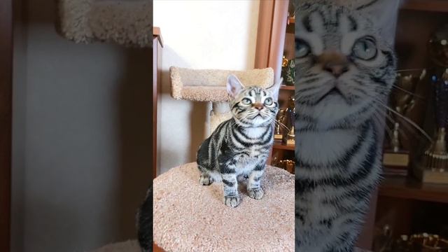 Американский короткошерстный котенок