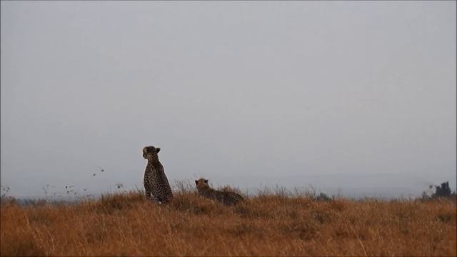 Kenya Nairobi weekend II - Ol Pejeta Conservancy смотреть онлайн