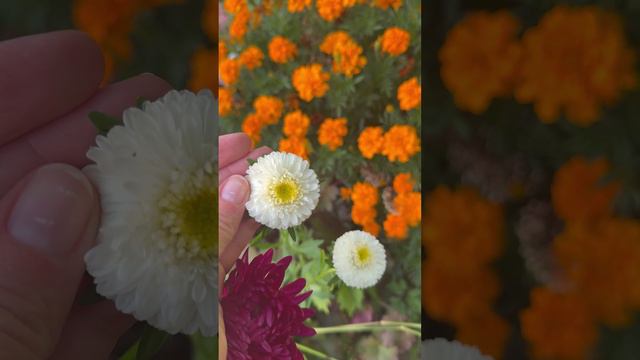 Осень. Астры и бархатцы🍂#shorts смотреть онлайн