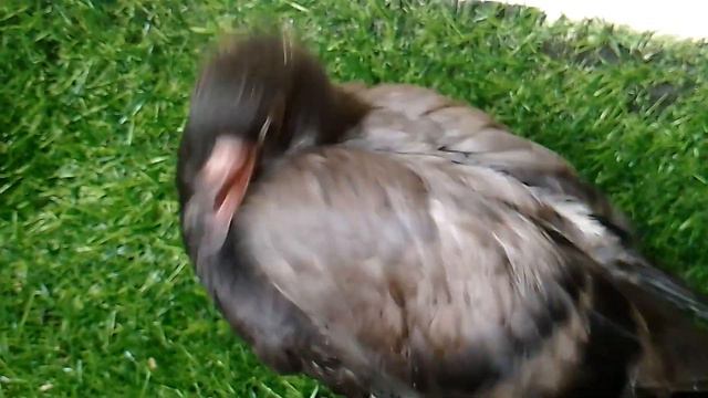 Сабина. Новый Голубь смотреть онлайн