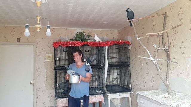 Голуби "плавают" по воздуху. Замедленная съёмка. Часть 2 смотреть онлайн